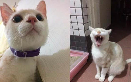 小貓換糧拉稀怎么辦