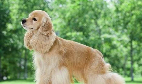 美國可卡犬多少錢一只？