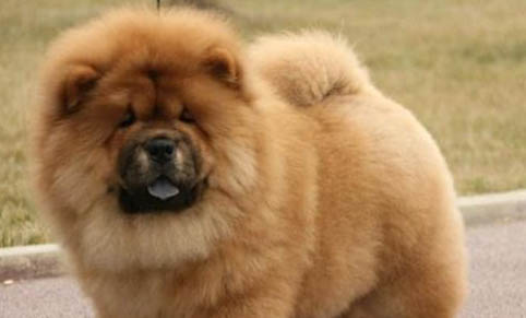 熱天怎樣預(yù)防松獅犬感冒