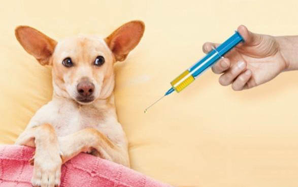 狗狗犬瘟后遺癥點頭還能活多久