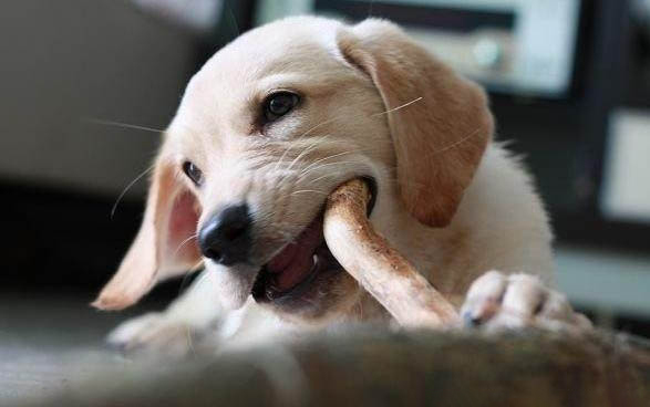 小狗要分開飼養(yǎng)的原因