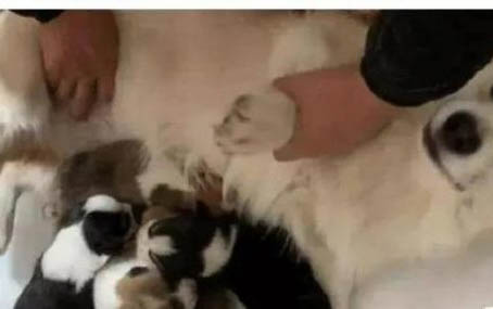 母狗產后多久可以洗澡?
