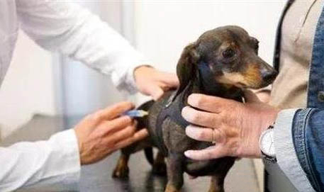 寵物幼犬驅(qū)蟲藥用量