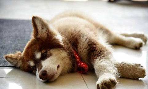 狗狗吐舌頭喘氣和犬瘟有關嗎?