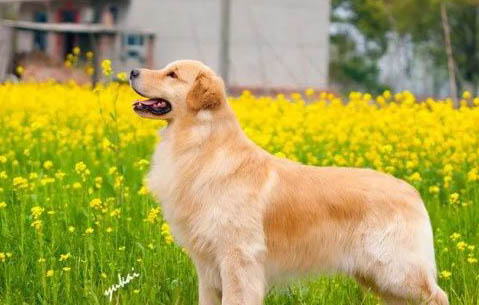 金毛幼犬喂養方法