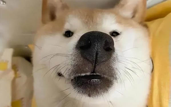 狗狗可以吃煮的木耳嗎
