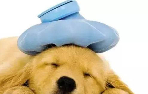 狗狗生病不吃不喝能堅持幾天