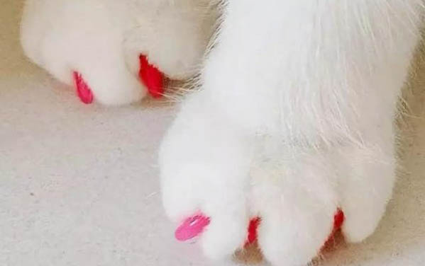 小貓能吃面包嗎