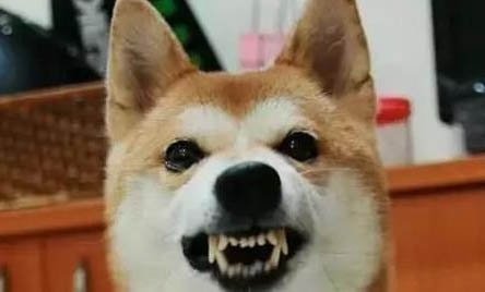 狗狗驅(qū)蟲前可以洗澡嗎