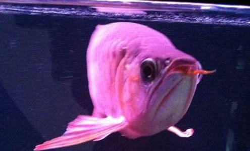 龍魚過水
