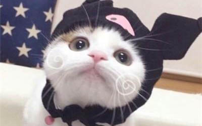 小貓咪長貓蘚的原因及處理方法