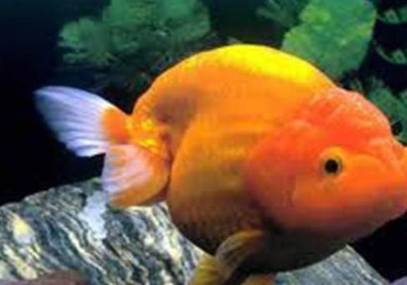 金魚幾天喂一次合適