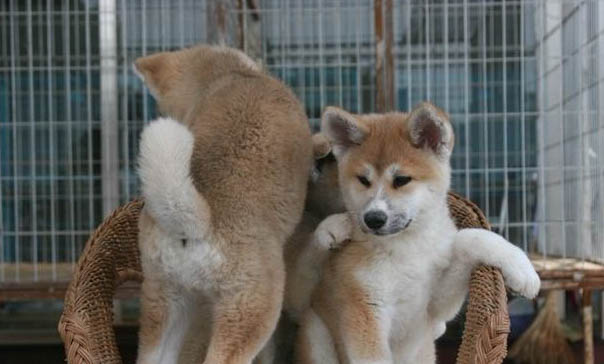 秋田犬認主人需要多長時間