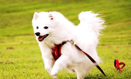 為什么狗狗得犬瘟呢