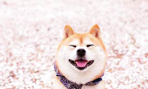 柴犬腳掌對比