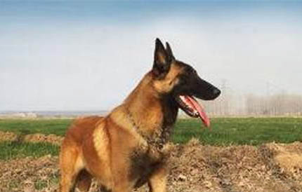 馬犬生產過程要多久