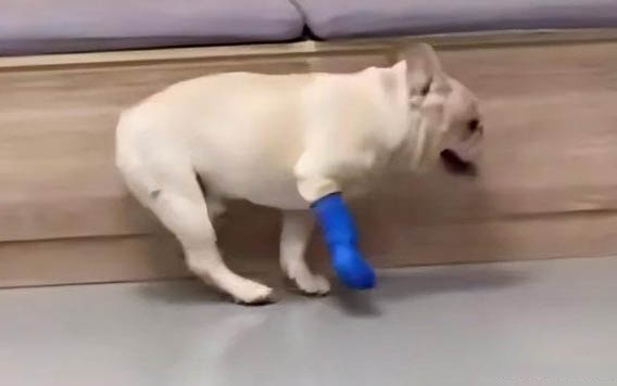 狗狗慢性腎衰竭癥狀
