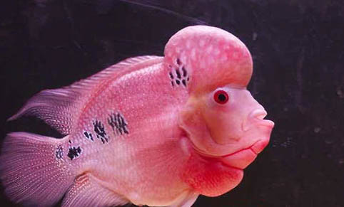 羅漢魚燒尾怎么辦