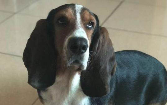 犬瘟后期有哪些癥狀
