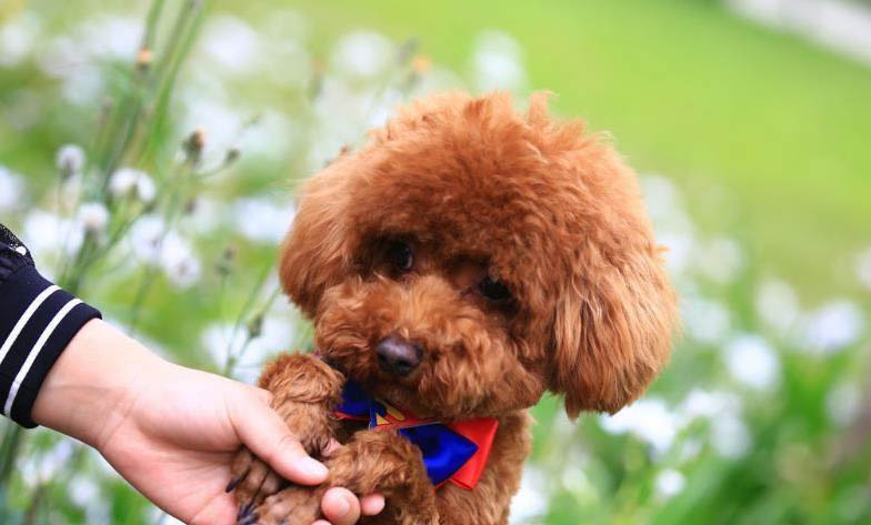成年貴賓犬多久驅蟲一次