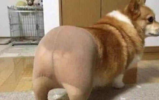 怎樣才能讓狗不懷孕啊?