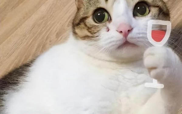貓咪幾天不排便會死啊?