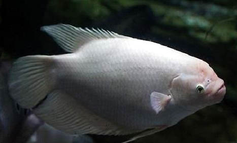 招財魚容易繁殖嗎