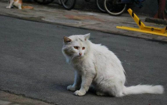 小貓發腮應該吃什么