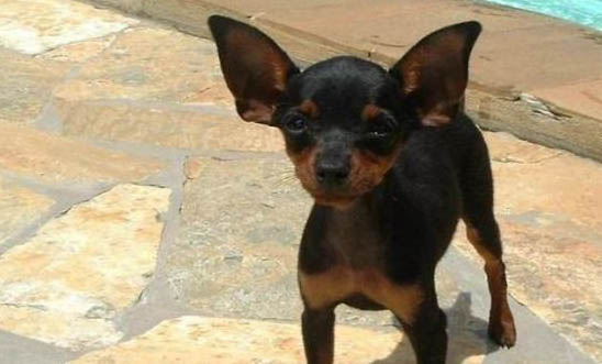 小鹿犬價格一般多少錢一只