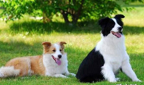 邊境牧羊犬身體發抖的原因及處理方法