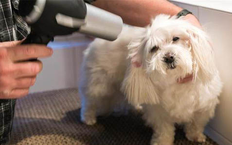 小狗得了犬瘟要隔離多久才能好