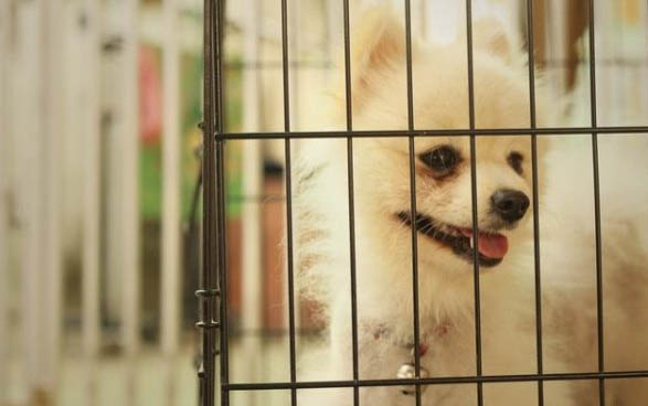 一只純種泰迪犬多少錢