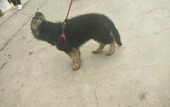 小狗的毛可以剃光嗎