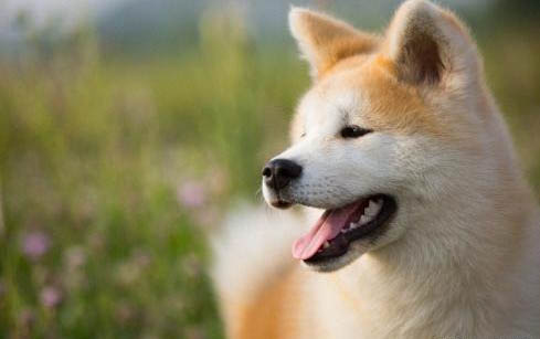 狗狗能不能喝豆漿