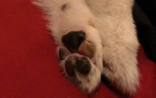 狗狗內分泌失調特效藥