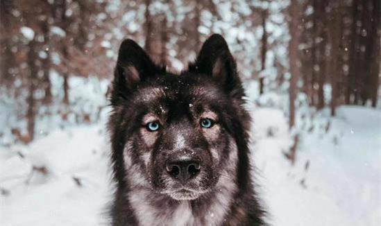 棉花面紗犬哪里有賣
