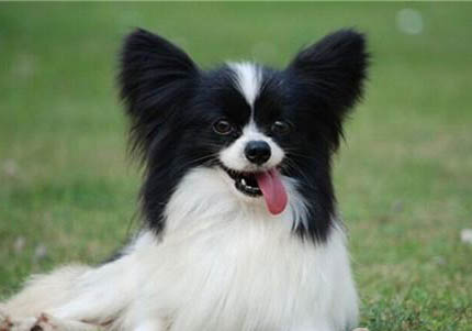 蝴蝶犬智商高嗎?