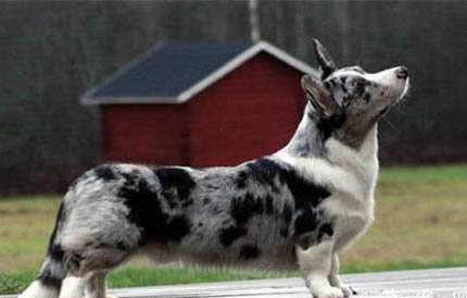 邊牧犬會拆家嗎?