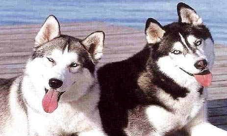 哈士奇犬不可以寵過頭