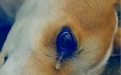 狗狗能吃有鹽的東西嗎