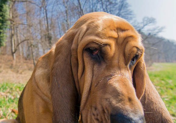 平毛尋回獵犬老喝水是什么原因