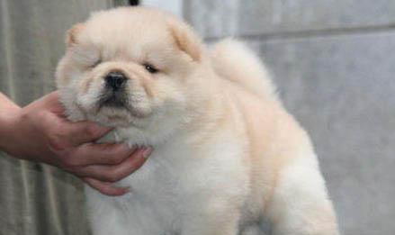 狗狗嚴重掉毛咋回事