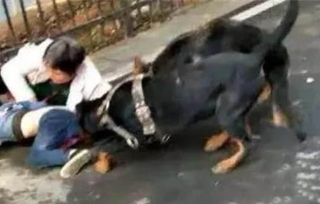 狗狗球蟲能打疫苗嗎