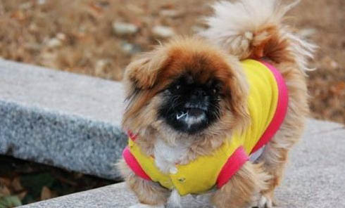 幼犬打噴嚏流鼻涕會自愈嗎