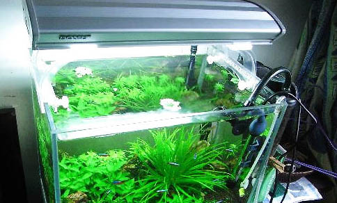 魚缸硝化系統多久建立,魚缸一般幾天可形成硝化細菌