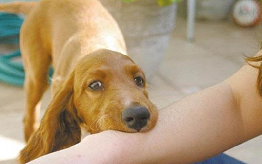狗狗可不可以吃金針菇