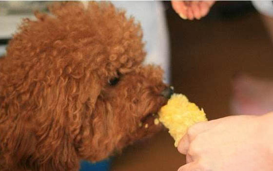 泰迪犬和比熊犬哪個好養