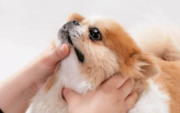 歐冠狗糧和皇家狗糧哪個好