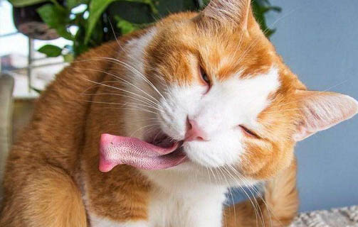貓不臟有沒有細菌