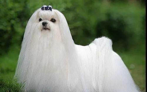 中型犬有哪些品種